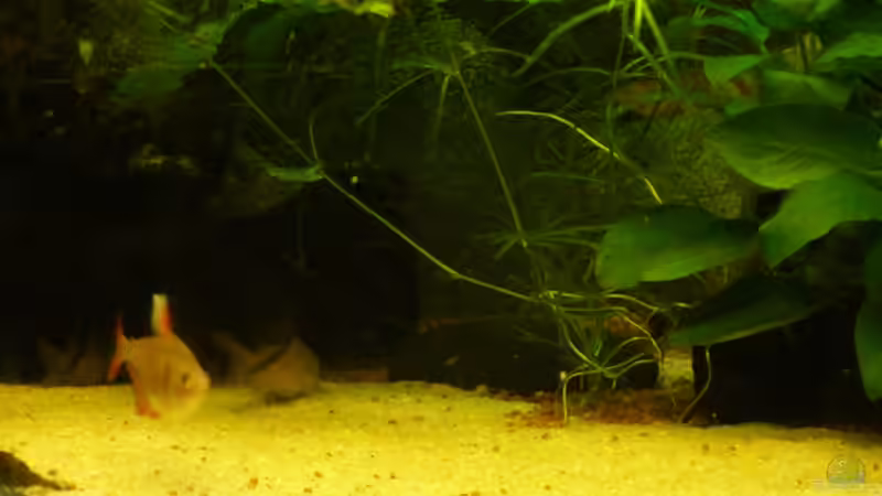 Aquarium Fast Südamerika von zetti (3)