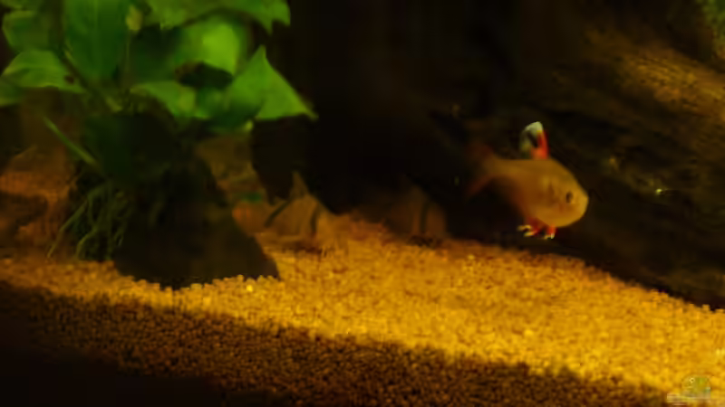 Aquarium Fast Südamerika von zetti (4)