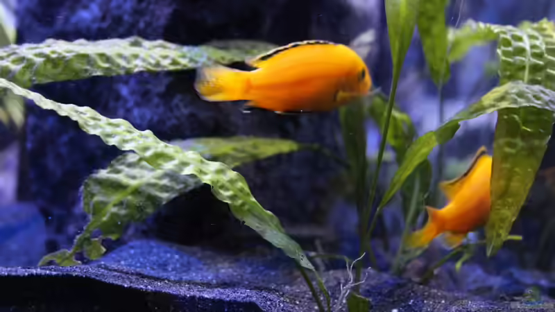 Aquarium Faszination Malawi von chR576 (9)