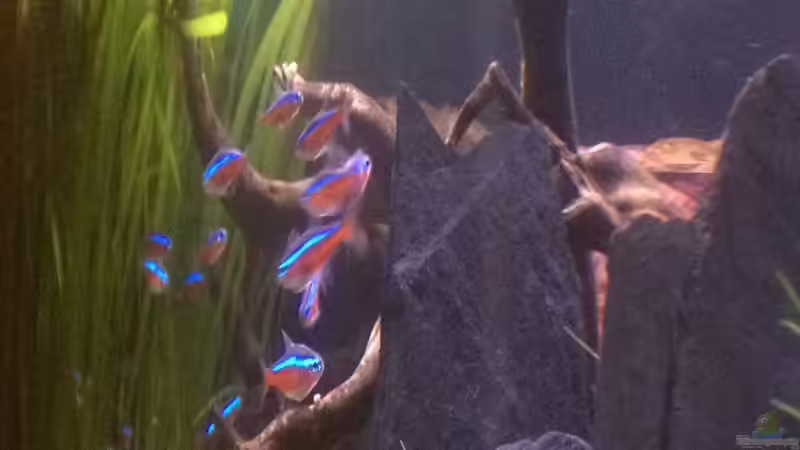 Aquarium Feierabend Becken von Theo Heimann (2)