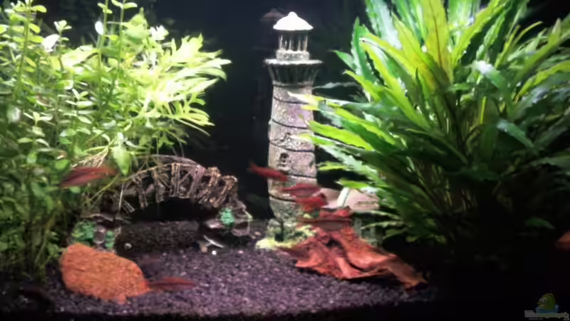 Aquarium Feierabendentspannung ;) von BVB-Barbe (4)