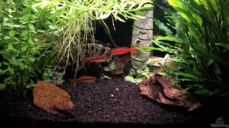 Aquarium Feierabendentspannung ;) von BVB-Barbe (5)