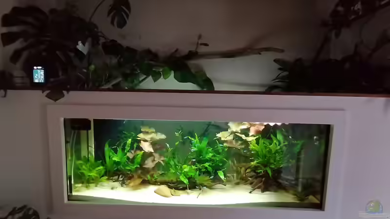 Aquarium Feine Gesellschaft aus Südamerika von DaLi (10)