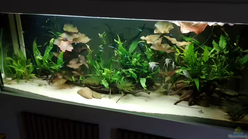 Aquarium Feine Gesellschaft aus Südamerika von DaLi (4)