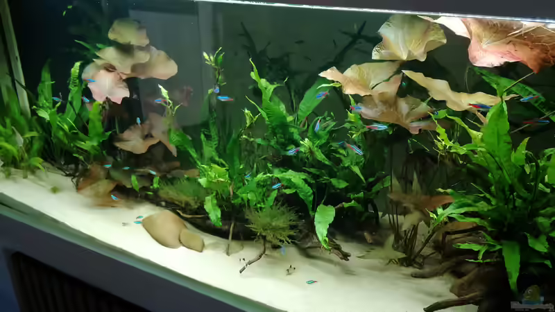 Aquarium Feine Gesellschaft aus Südamerika von DaLi (5)