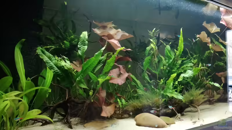 Aquarium Feine Gesellschaft aus Südamerika von DaLi (6)