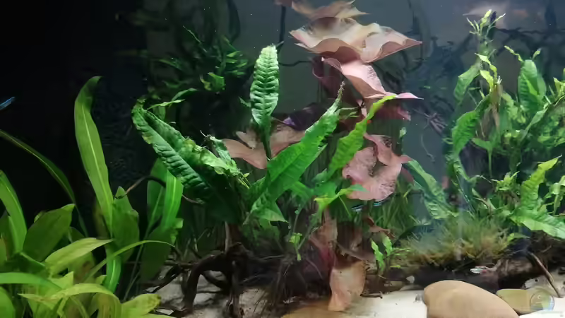 Aquarium Feine Gesellschaft aus Südamerika von DaLi (7)