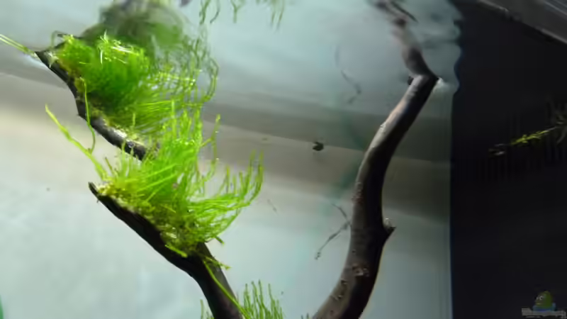 Aquarium Fels in der Brandung (besteht so nicht mehr) von Martin W. (9)