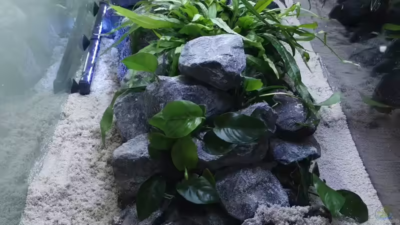 Aquarium Felsenklinge von Der viehfahrer (2)