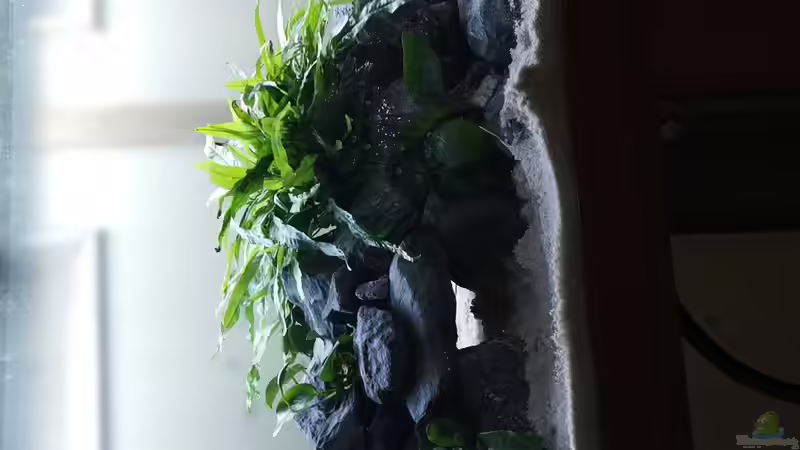 Aquarium Felsenklinge von Der viehfahrer (3)