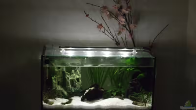 Aquarium Feng Shui von elcah (2)