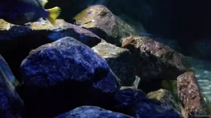 Aquarium Fernsehersatz von Adriano Scholtes (10)