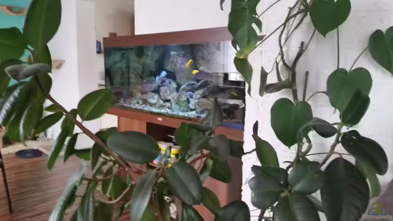 Aquarium Fernsehersatz von Adriano Scholtes (13)