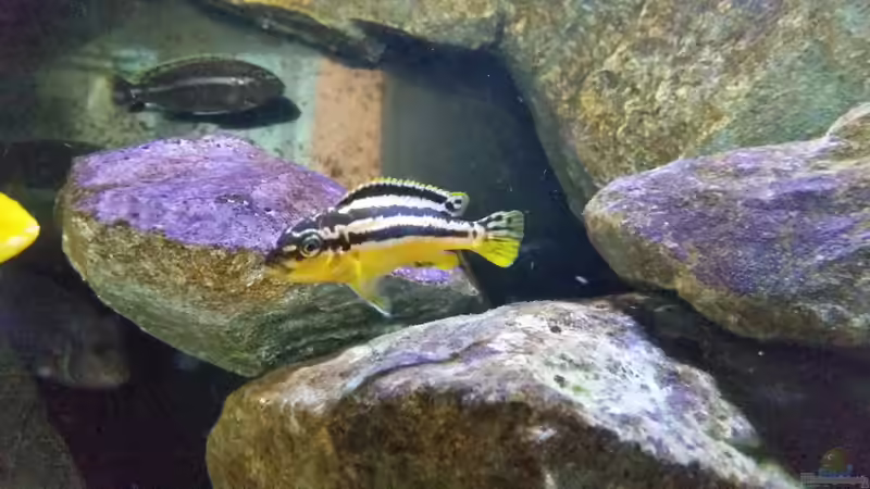 Aquarium Fernsehersatz von Adriano Scholtes (14)