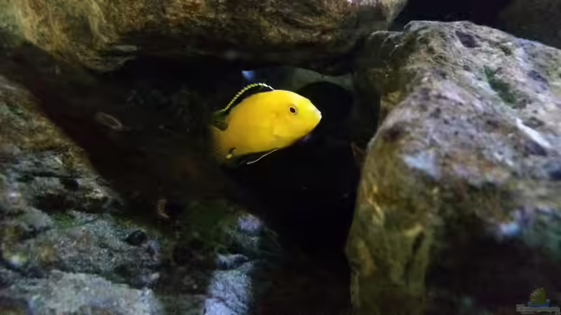 Aquarium Fernsehersatz von Adriano Scholtes (15)