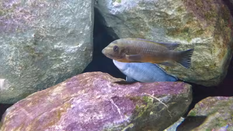 Aquarium Fernsehersatz von Adriano Scholtes (16)