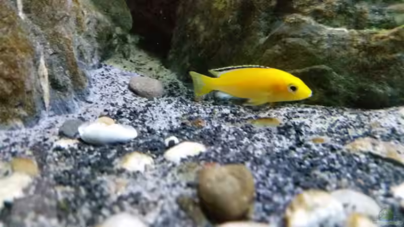 Aquarium Fernsehersatz von Adriano Scholtes (17)