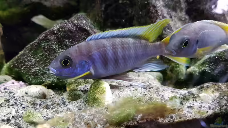 Aquarium Fernsehersatz von Adriano Scholtes (18)