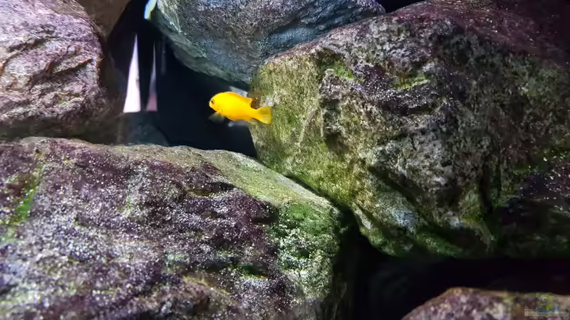 Aquarium Fernsehersatz von Adriano Scholtes (20)