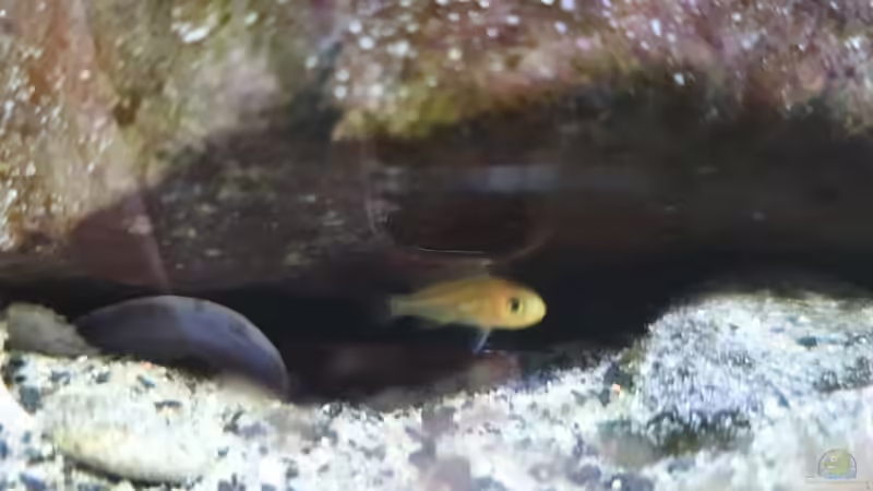 Aquarium Fernsehersatz von Adriano Scholtes (5)