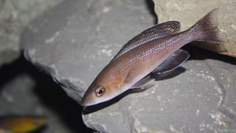 Aquarium Fertighaussiedlung von Julien Preuß (10)