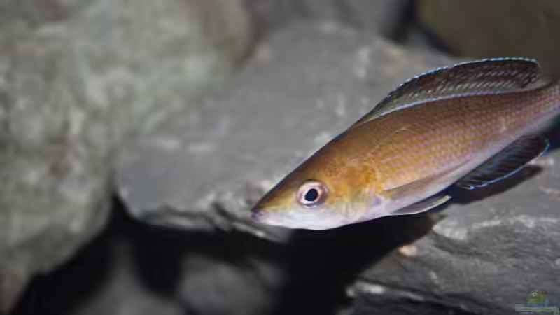 Aquarium Fertighaussiedlung von Julien Preuß (11)