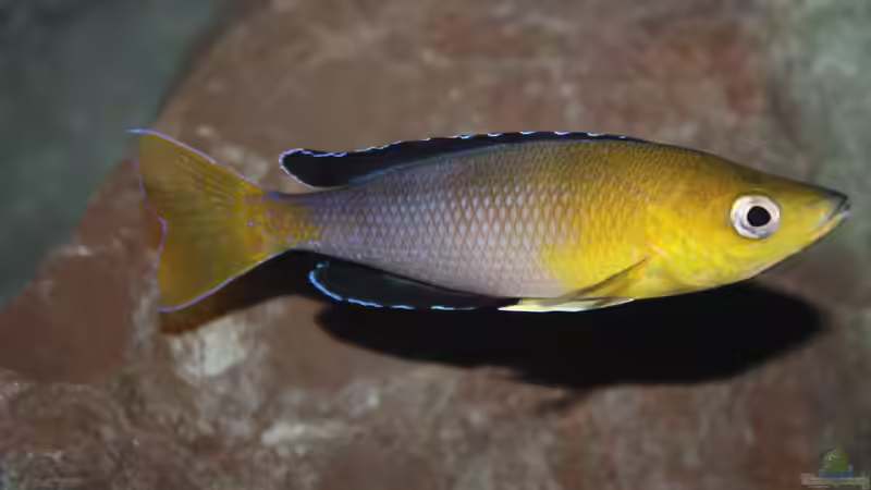 Aquarium Fertighaussiedlung von Julien Preuß (12)