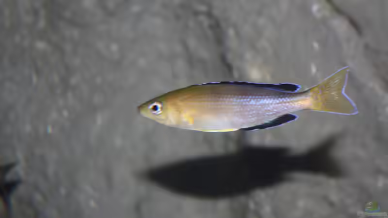 Aquarium Fertighaussiedlung von Julien Preuß (14)