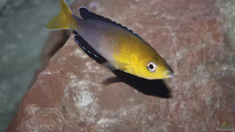 Aquarium Fertighaussiedlung von Julien Preuß (15)