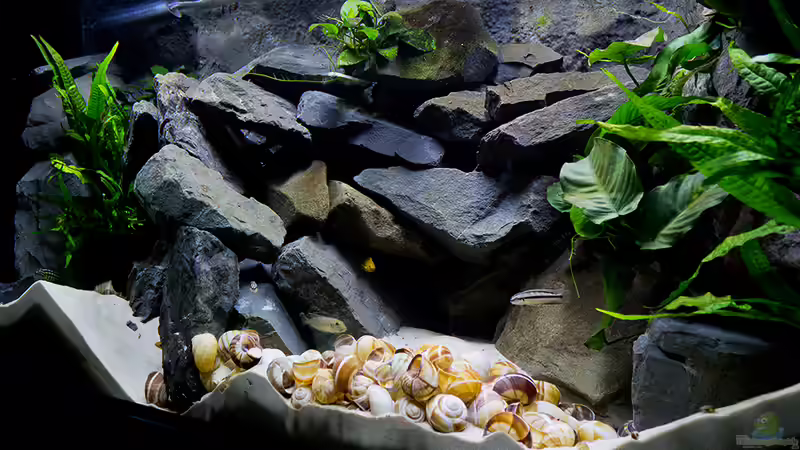 Aquarium Fertighaussiedlung von Julien Preuß (2)