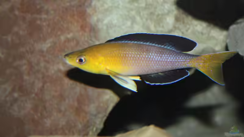 Aquarium Fertighaussiedlung von Julien Preuß (4)