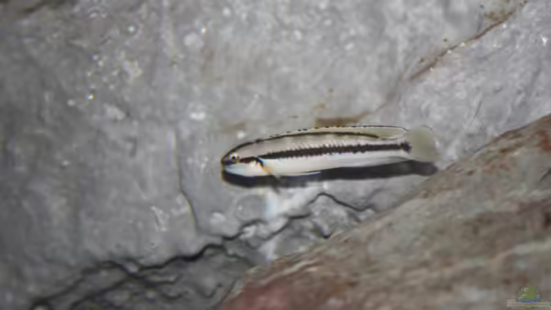 Aquarium Fertighaussiedlung von Julien Preuß (5)