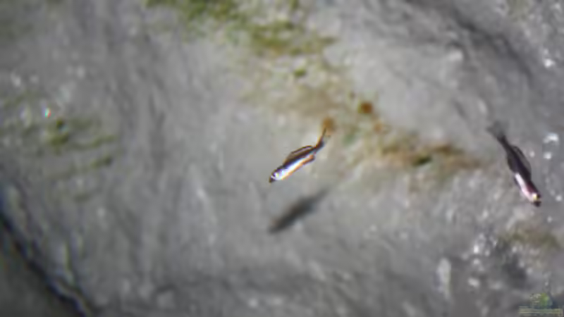 Aquarium Fertighaussiedlung von Julien Preuß (6)