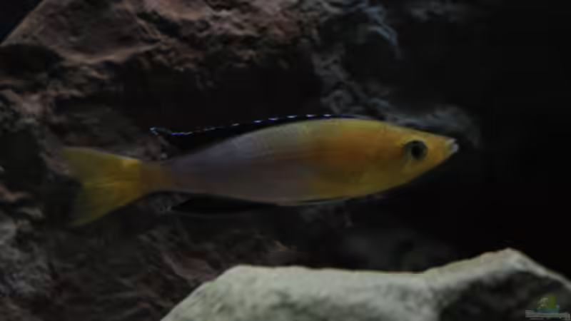 Aquarium Fertighaussiedlung von Julien Preuß (8)