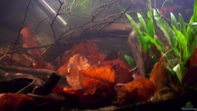 Aquarium Feuerwasser / Nur noch Beispiel / von Didi (10)