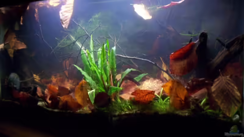 Aquarium Feuerwasser / Nur noch Beispiel / von Didi (11)
