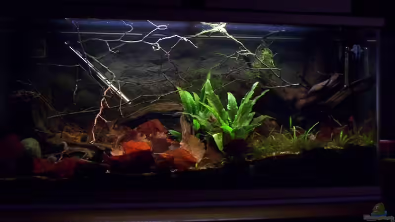 Aquarium Feuerwasser / Nur noch Beispiel / von Didi (12)