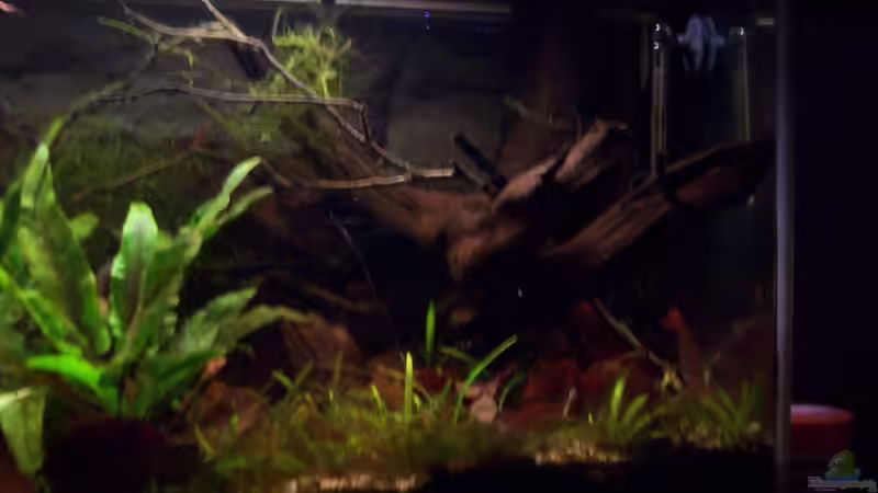 Aquarium Feuerwasser / Nur noch Beispiel / von Didi (14)