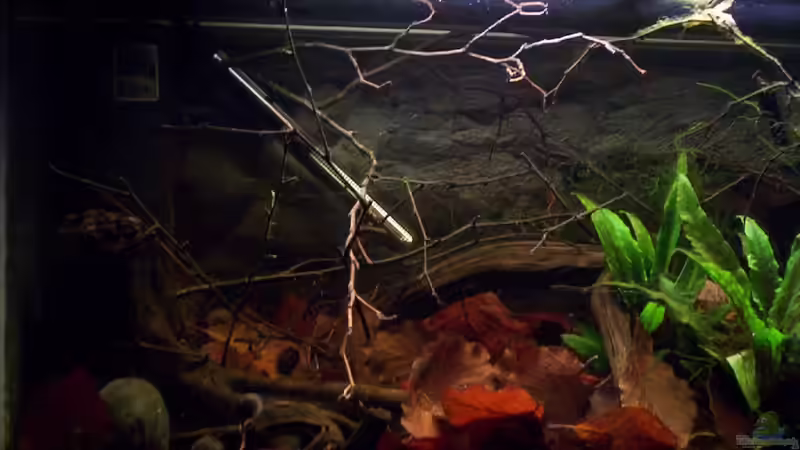 Aquarium Feuerwasser / Nur noch Beispiel / von Didi (15)