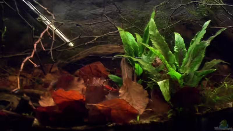 Aquarium Feuerwasser / Nur noch Beispiel / von Didi (16)