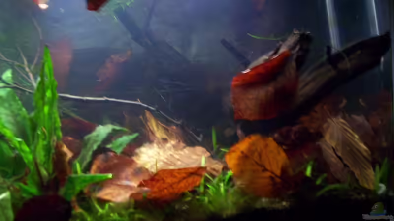 Aquarium Feuerwasser / Nur noch Beispiel / von Didi (8)