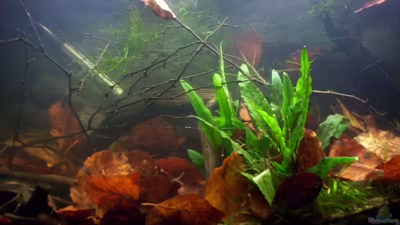 Aquarium Feuerwasser / Nur noch Beispiel / von Didi (9)