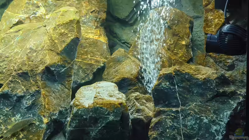 Aquarium First Malawi von Stefan von Oettingen (3)