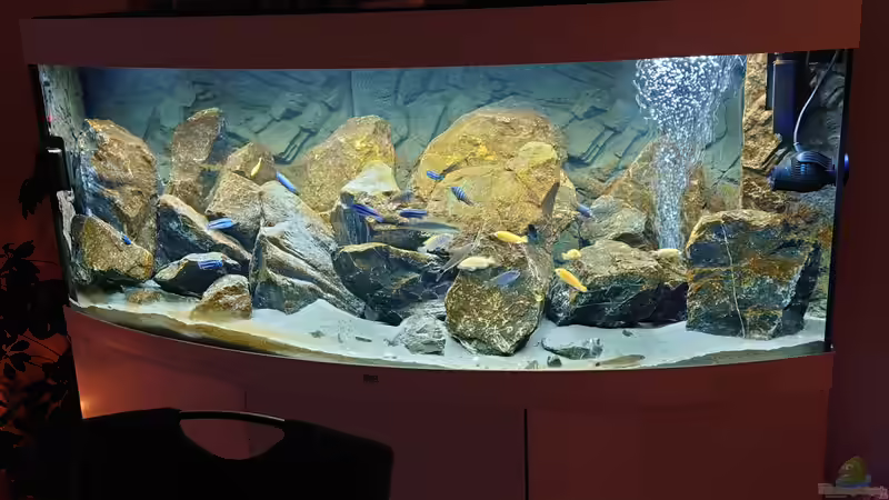 Aquarium First Malawi von Stefan von Oettingen (5)