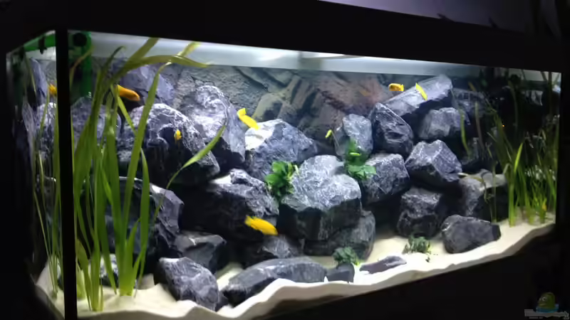 Aquarium First Malawitank von Vin (10)