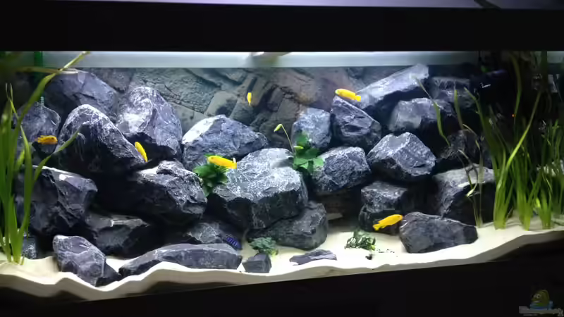 Aquarium First Malawitank von Vin (11)