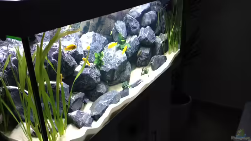 Aquarium First Malawitank von Vin (8)