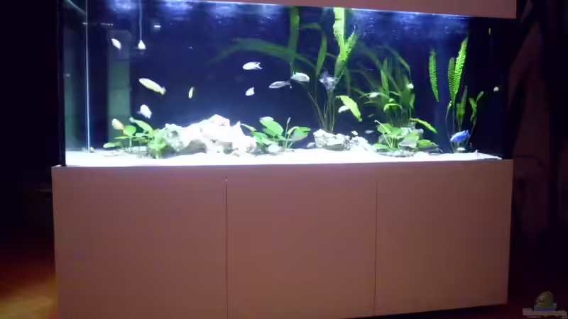 Aquarium Fisch-TV für meiner Tochter von Markus Fressner (2)
