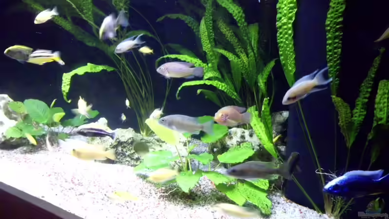 Aquarium Fisch-TV für meiner Tochter von Markus Fressner (5)