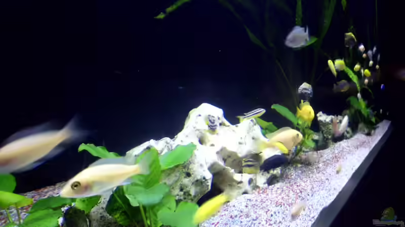 Aquarium Fisch-TV für meiner Tochter von Markus Fressner (6)